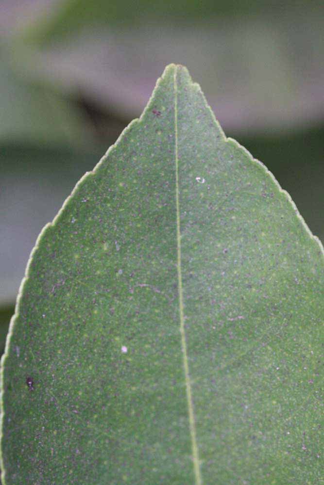              Margin (Riverside, CA)       